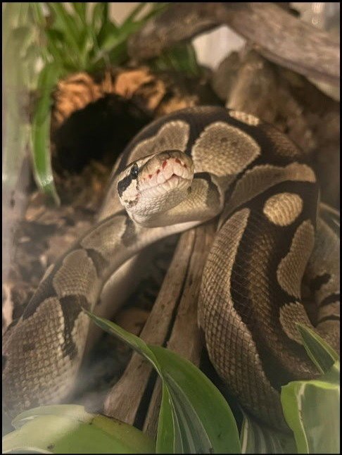 HODINI - Ball Python available for adoption