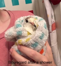 Jasmine and Bouregard - Photo 4
