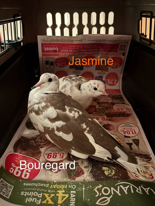 JASMINE AND BOUREGARD - Dove / Ringneck/Psittacula available for adoption