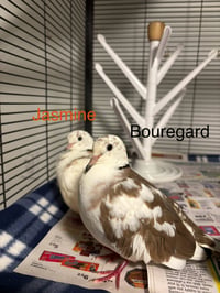 Jasmine and Bouregard - Photo 3