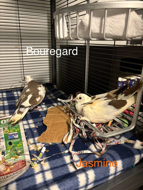 JASMINE AND BOUREGARD - Dove / Ringneck/Psittacula available for adoption