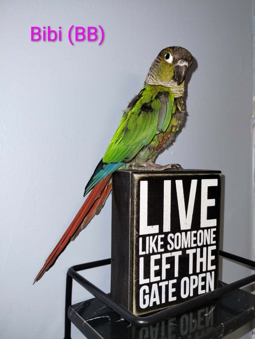 CHERRY AND BIBI - Conure available for adoption