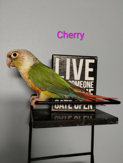CHERRY AND BIBI - Conure available for adoption