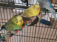 Green bean and Mango - Photo 1