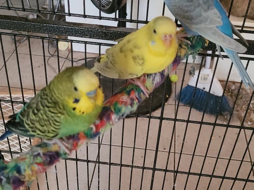 GREEN BEAN AND MANGO - Parakeet - Other available for adoption