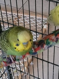 Green bean and Mango - Photo 2