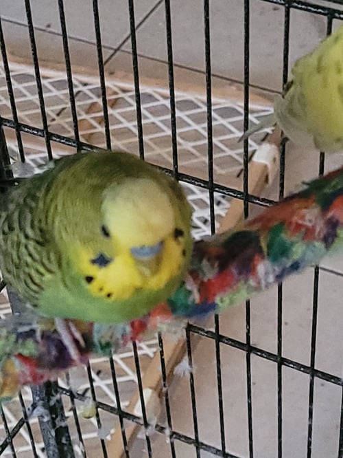 GREEN BEAN AND MANGO - Parakeet - Other available for adoption