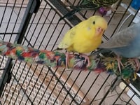 Green bean and Mango - Photo 3