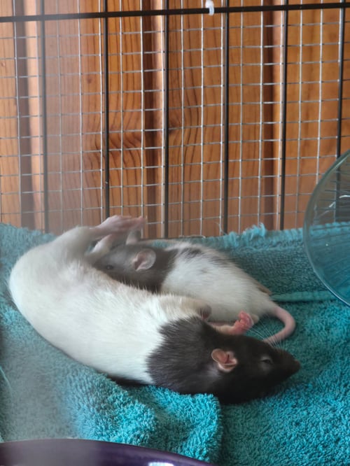 SMIDGE, CREEK, RYE AND BABIES - Rat available for adoption
