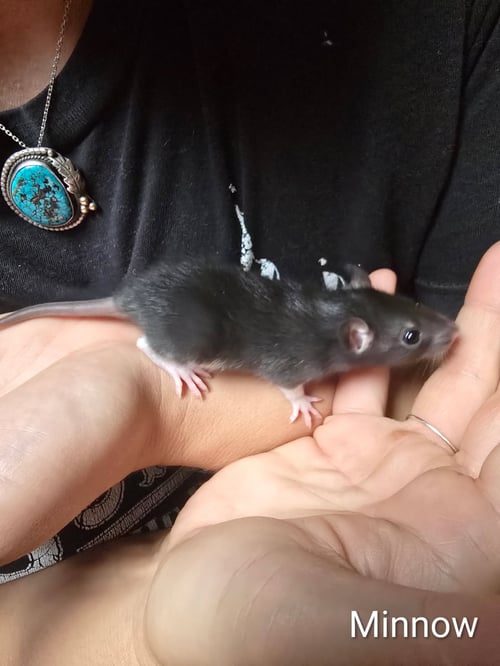 SMIDGE, CREEK, RYE AND BABIES - Rat available for adoption