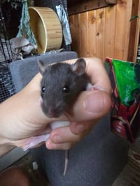 Smidge, Creek, Rye and babies - Photo 10