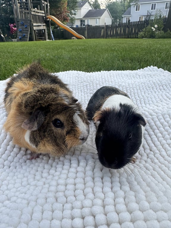Milkshake and Taco Image