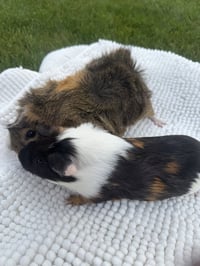 Milkshake and Taco - Photo 2
