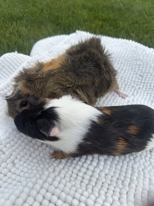 MILKSHAKE AND TACO - Guinea Pig available for adoption