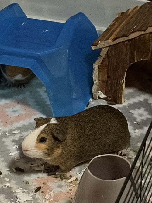 REESE AND COOKIE - Guinea Pig available for adoption
