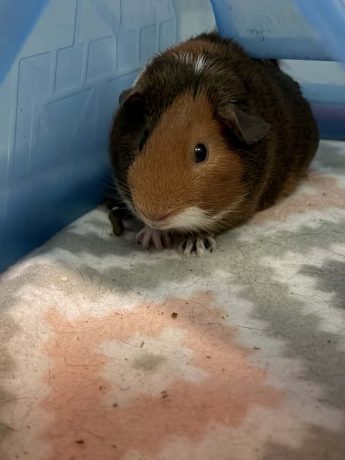 REESE AND COOKIE - Guinea Pig available for adoption
