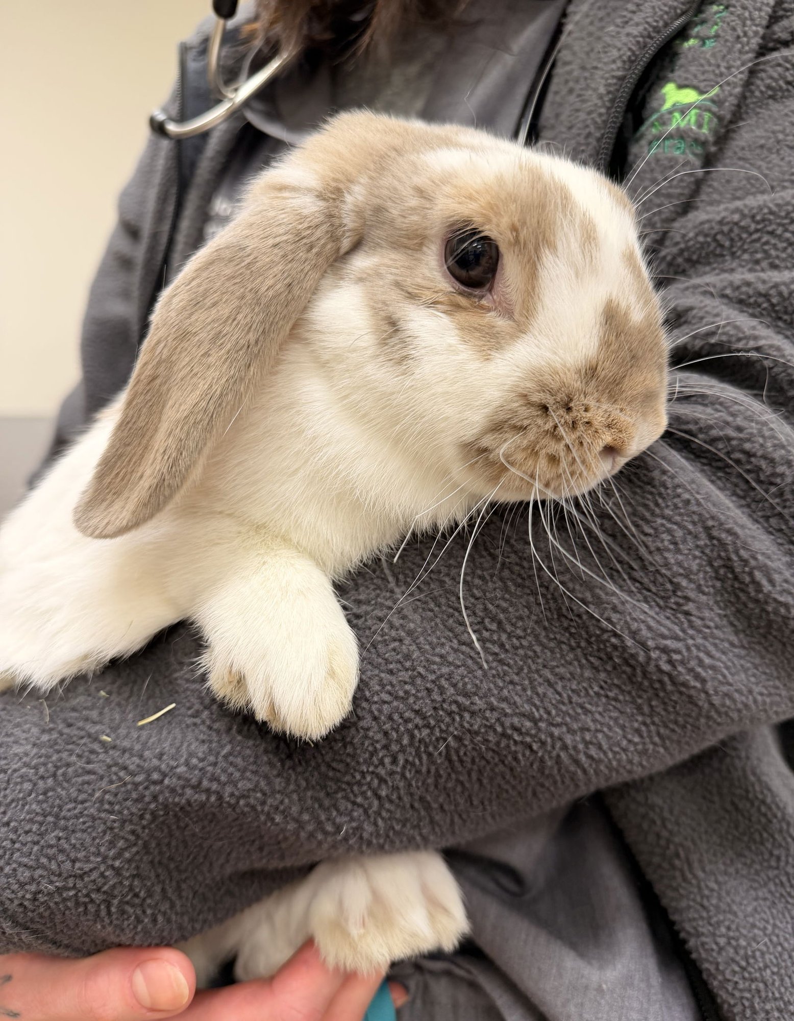 LOLA - Holland Lop available for adoption