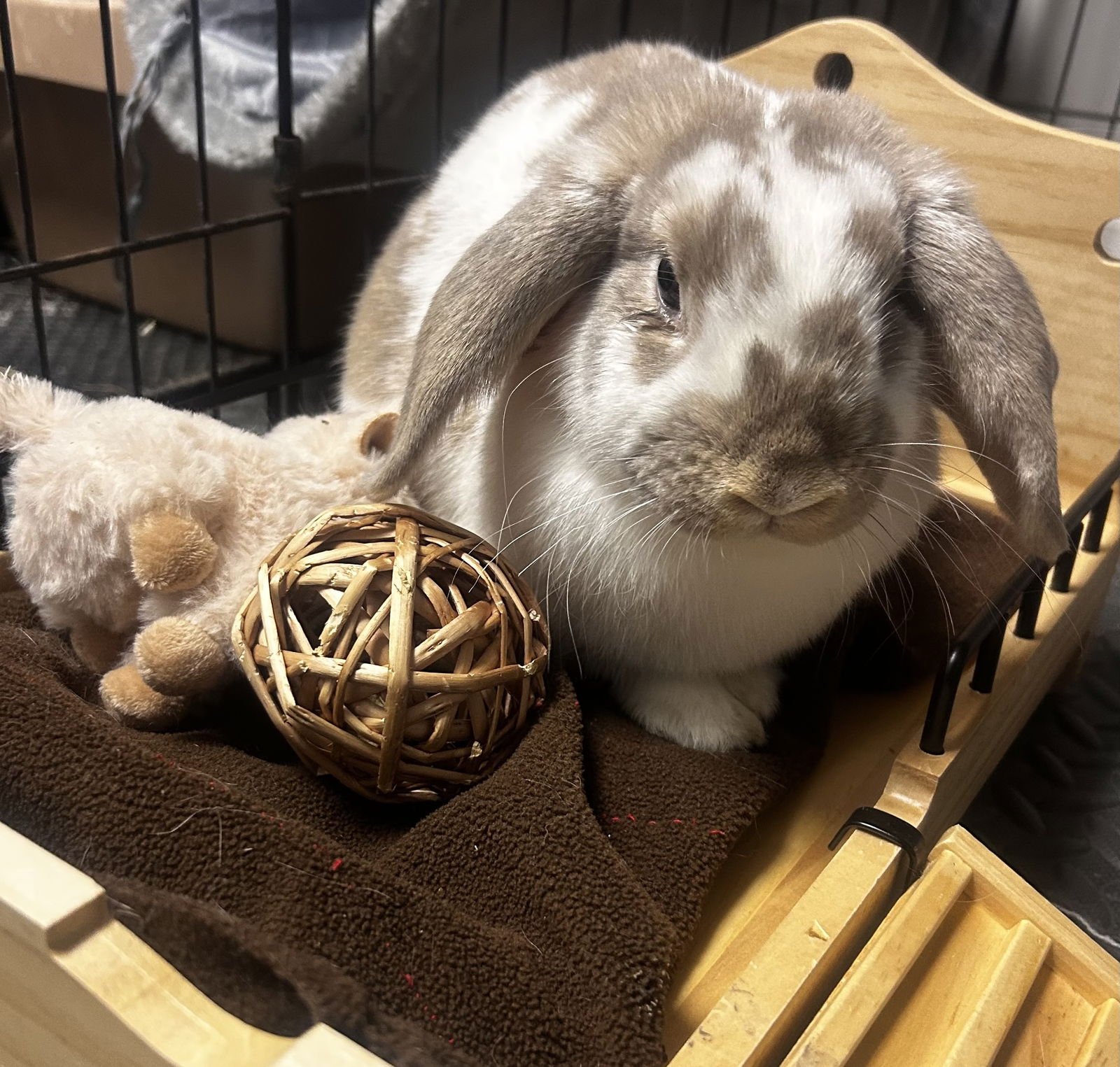 LOLA - Holland Lop available for adoption