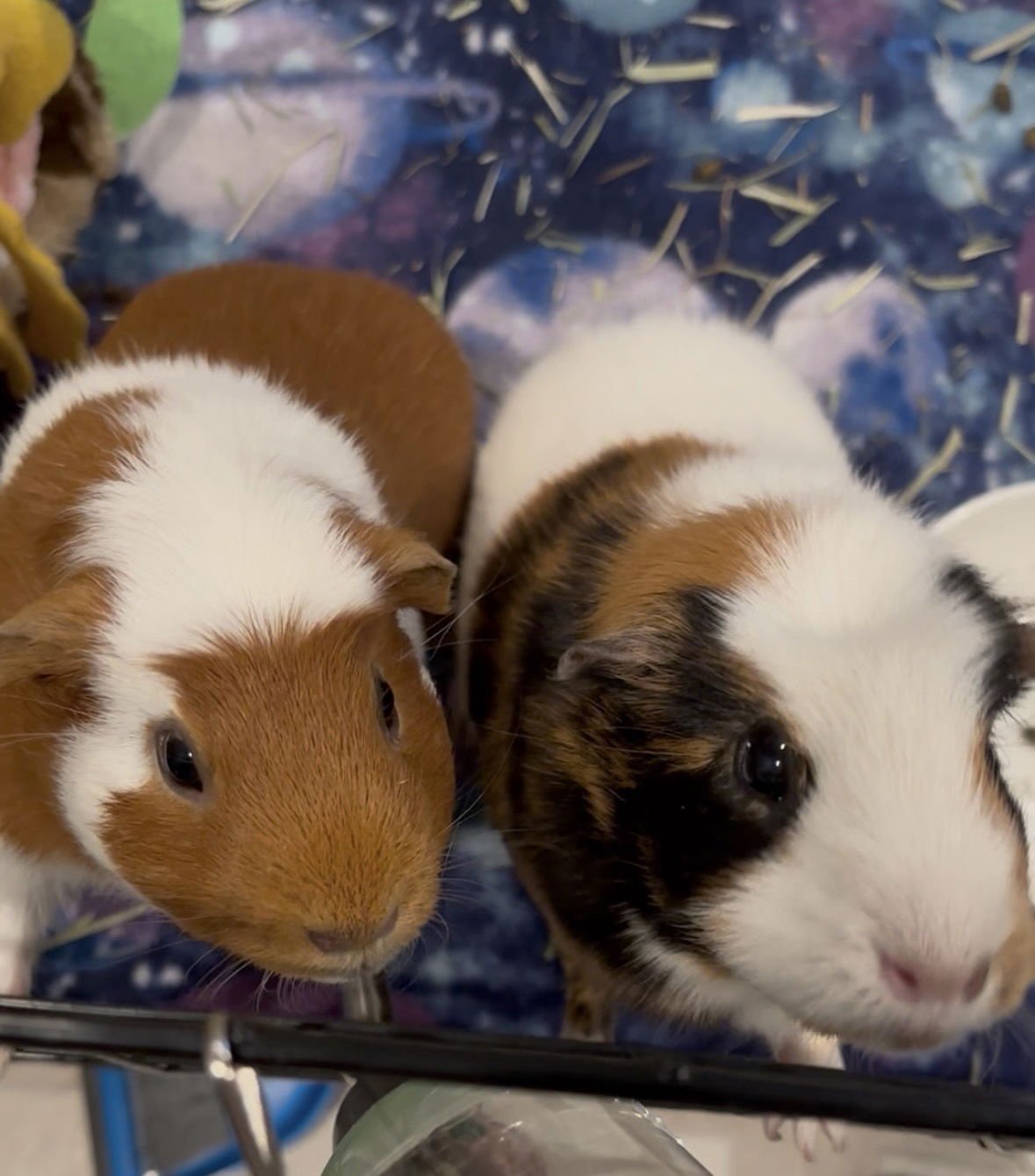 FENYA AND CARAMEL - Guinea Pig available for adoption