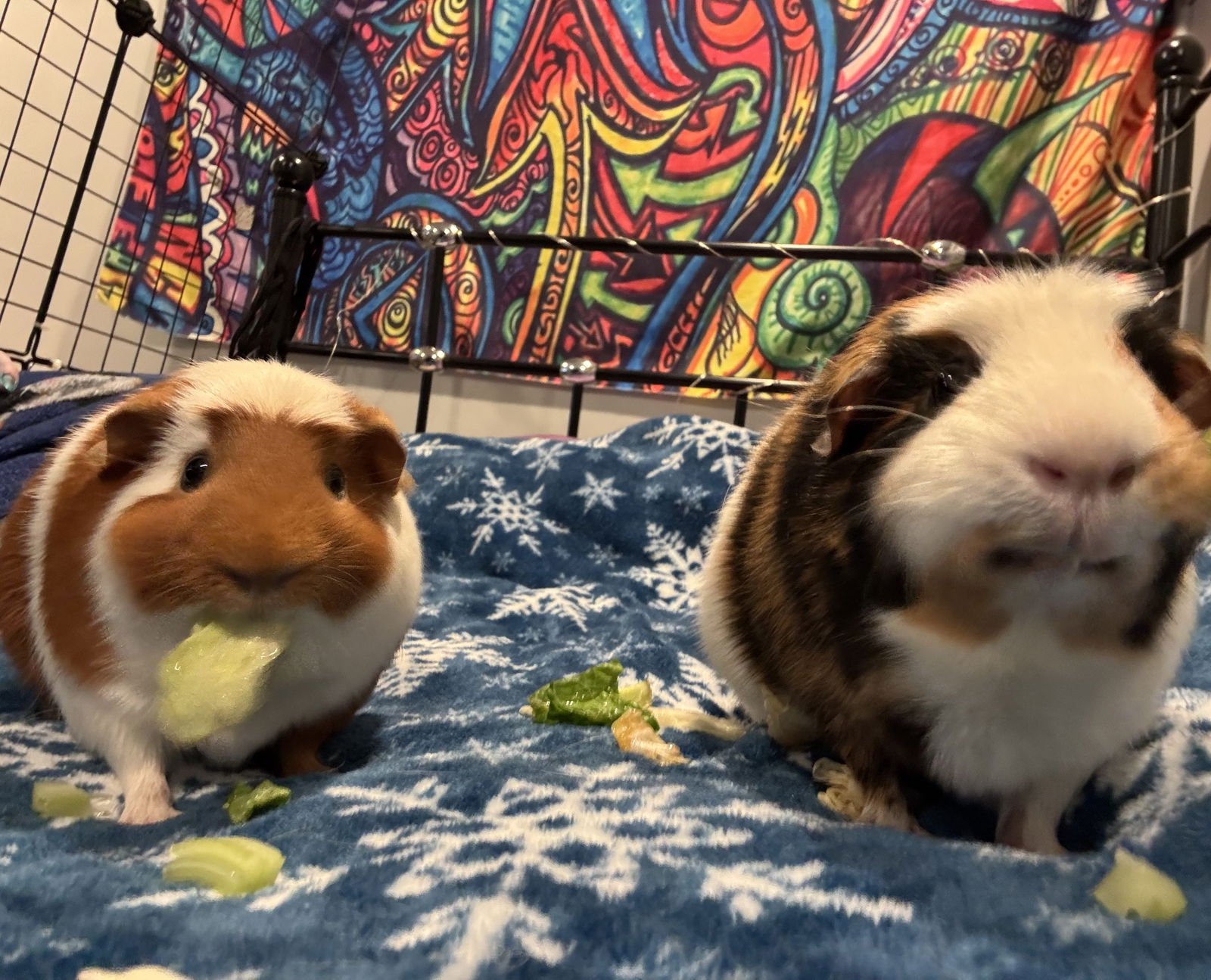 FENYA AND CARAMEL - Guinea Pig available for adoption
