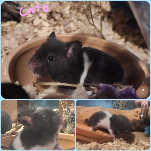 CATO - Hamster available for adoption