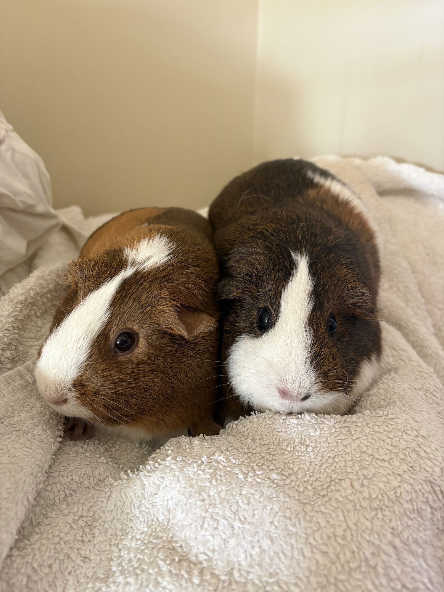 CINNAMON AND SUGAR - Guinea Pig available for adoption