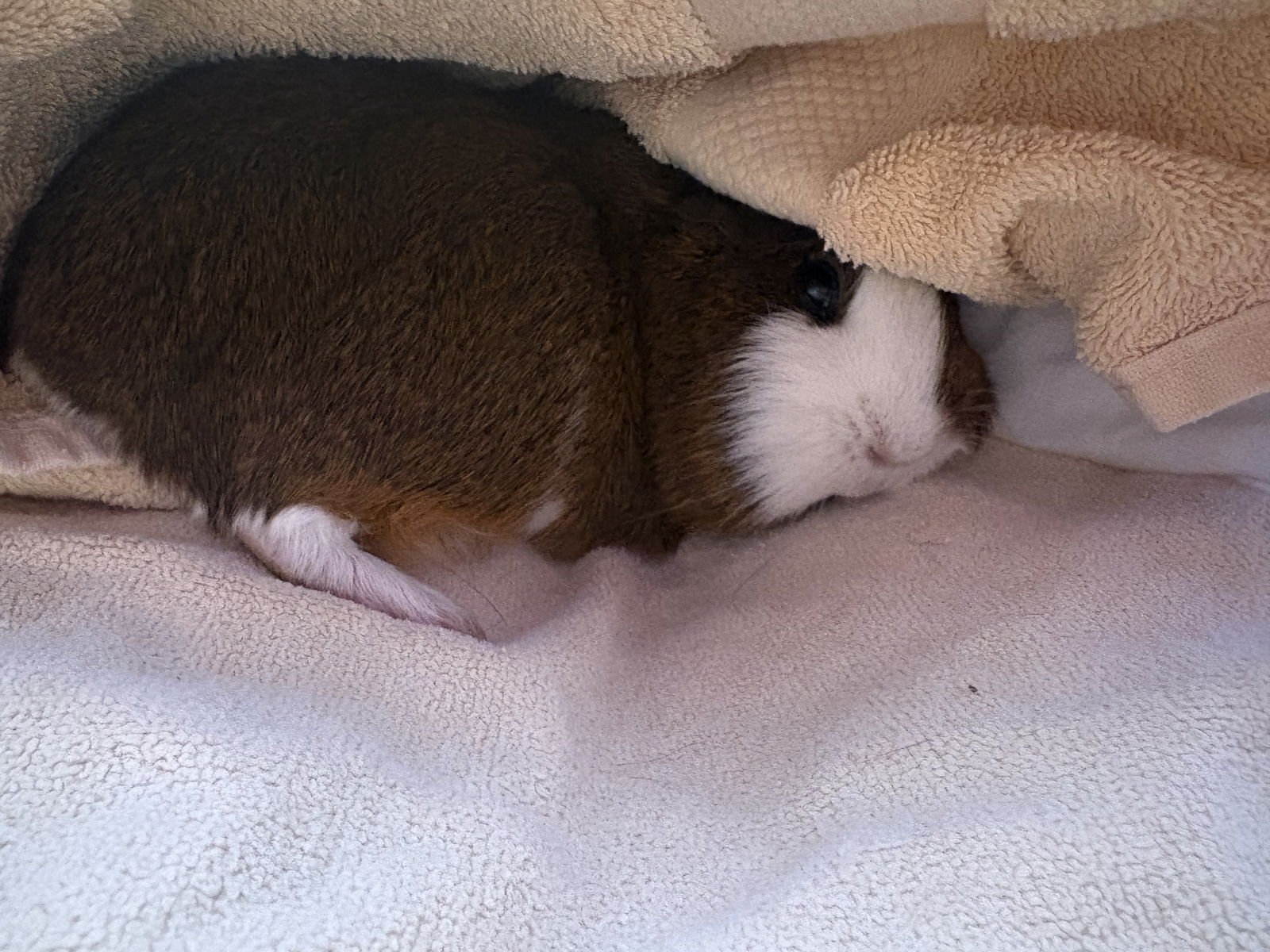 CINNAMON AND SUGAR - Guinea Pig available for adoption