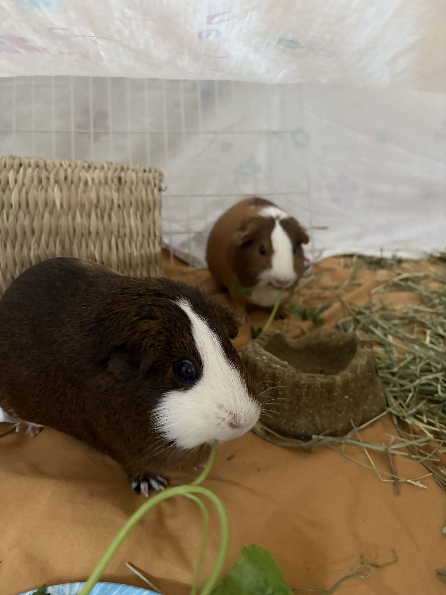 Cinnamon and Sugar - Photo 4