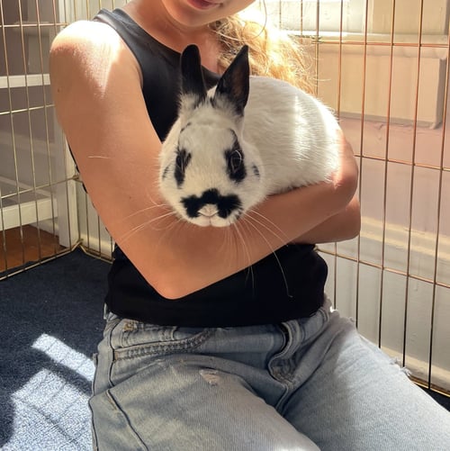 HOOTIE - Dwarf available for adoption
