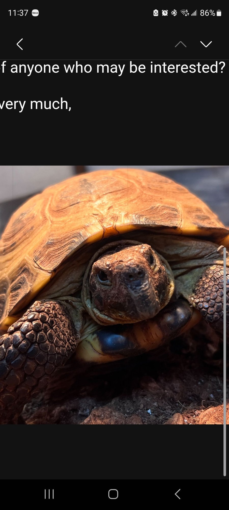 ZIPPY - Russian Tortoise available for adoption