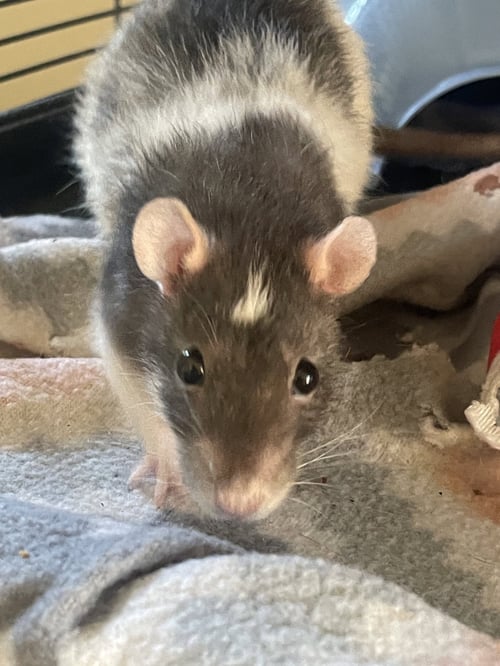 LAVERNE & SHIRLEY - Rat available for adoption