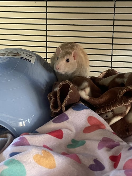 LAVERNE & SHIRLEY - Rat available for adoption