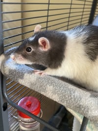 Laverne & Shirley - Photo 3