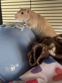 Laverne & Shirley - Photo 4