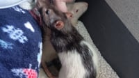 Silas and Stormy - Photo 2