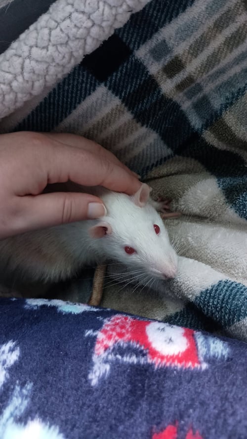 SILAS AND STORMY - Rat available for adoption