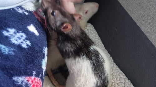 SILAS AND STORMY - Rat available for adoption