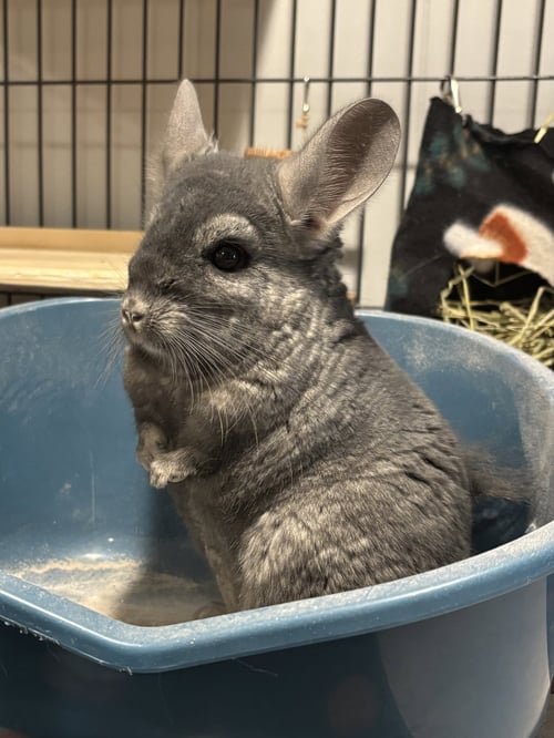 ALVIN - Chinchilla available for adoption