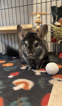 Alvin - Photo 4
