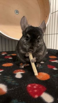 Alvin - Photo 3