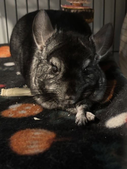 ALVIN - Chinchilla available for adoption