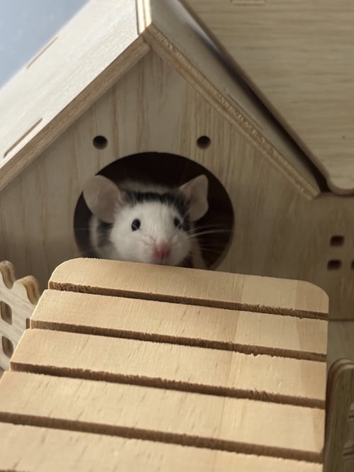 MOCHI
