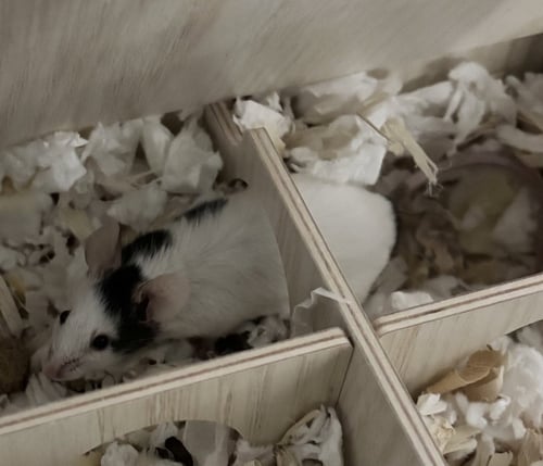 MOCHI - Mouse available for adoption
