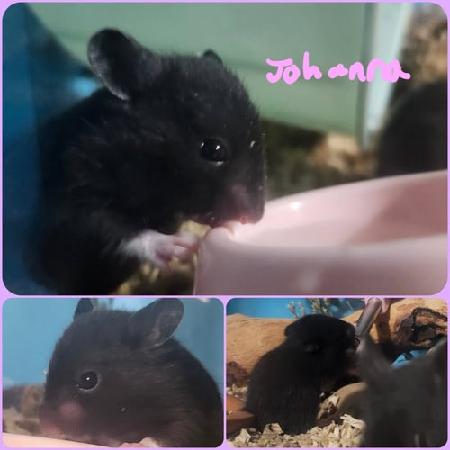 JOHANNA - Hamster available for adoption