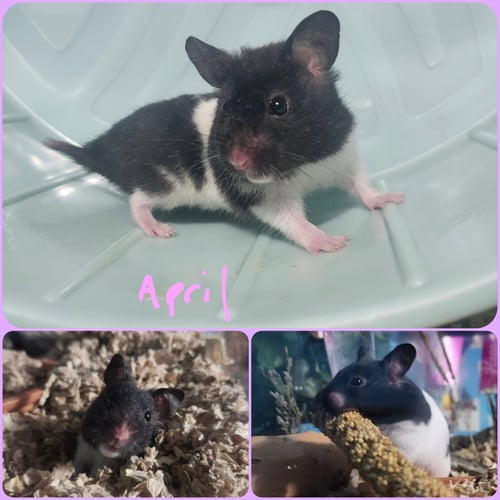 APRIL - Hamster available for adoption
