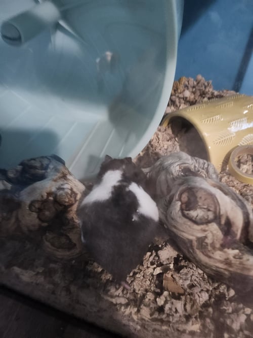 APRIL - Hamster available for adoption