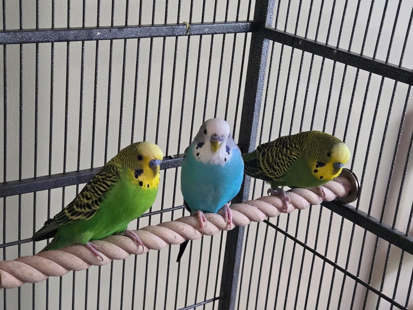 COULSON, DAISY, MAY, WARD, FITZ, AND SIMMONS - Parakeet - Other available for adoption