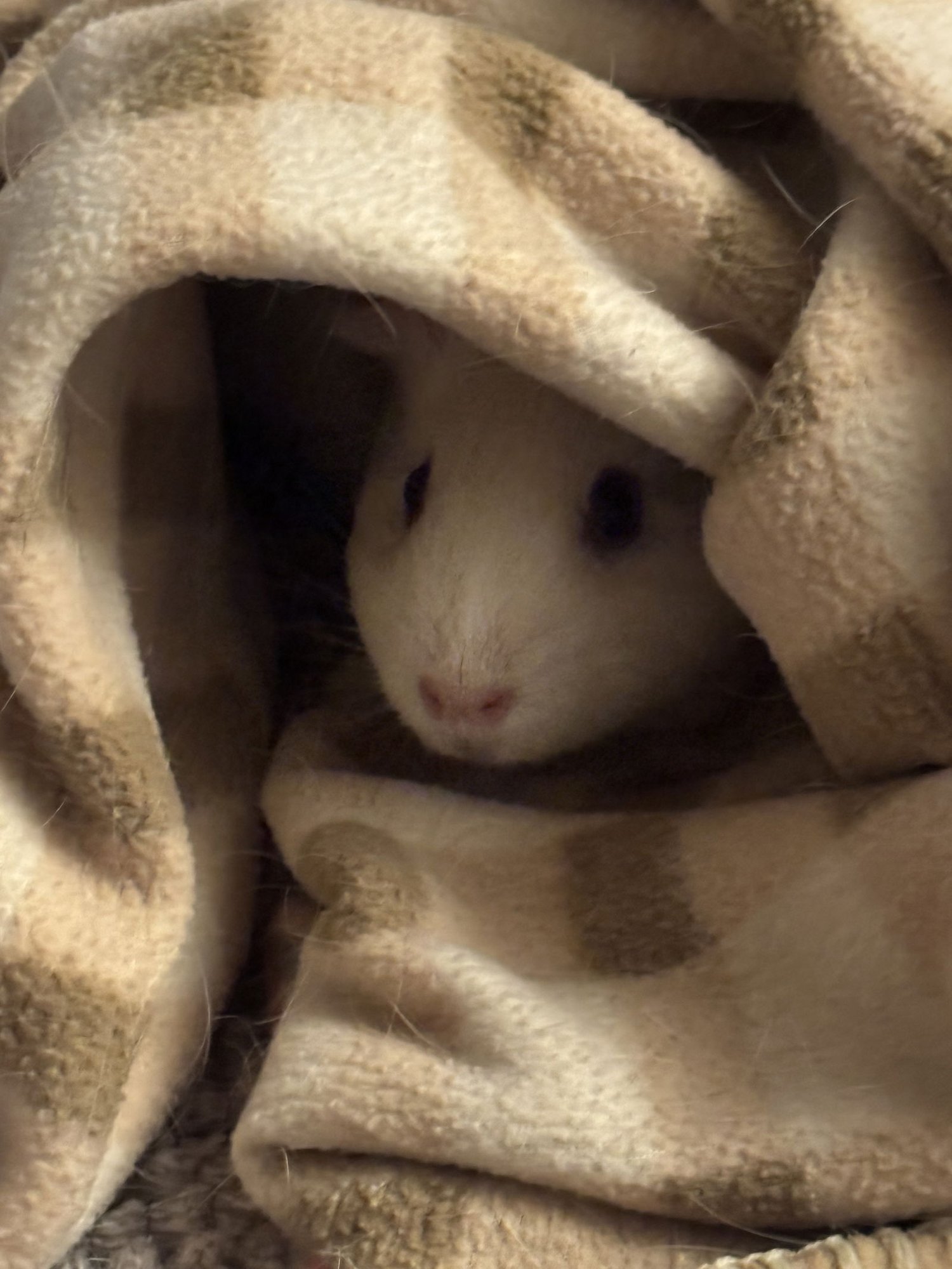 MARA - Guinea Pig available for adoption