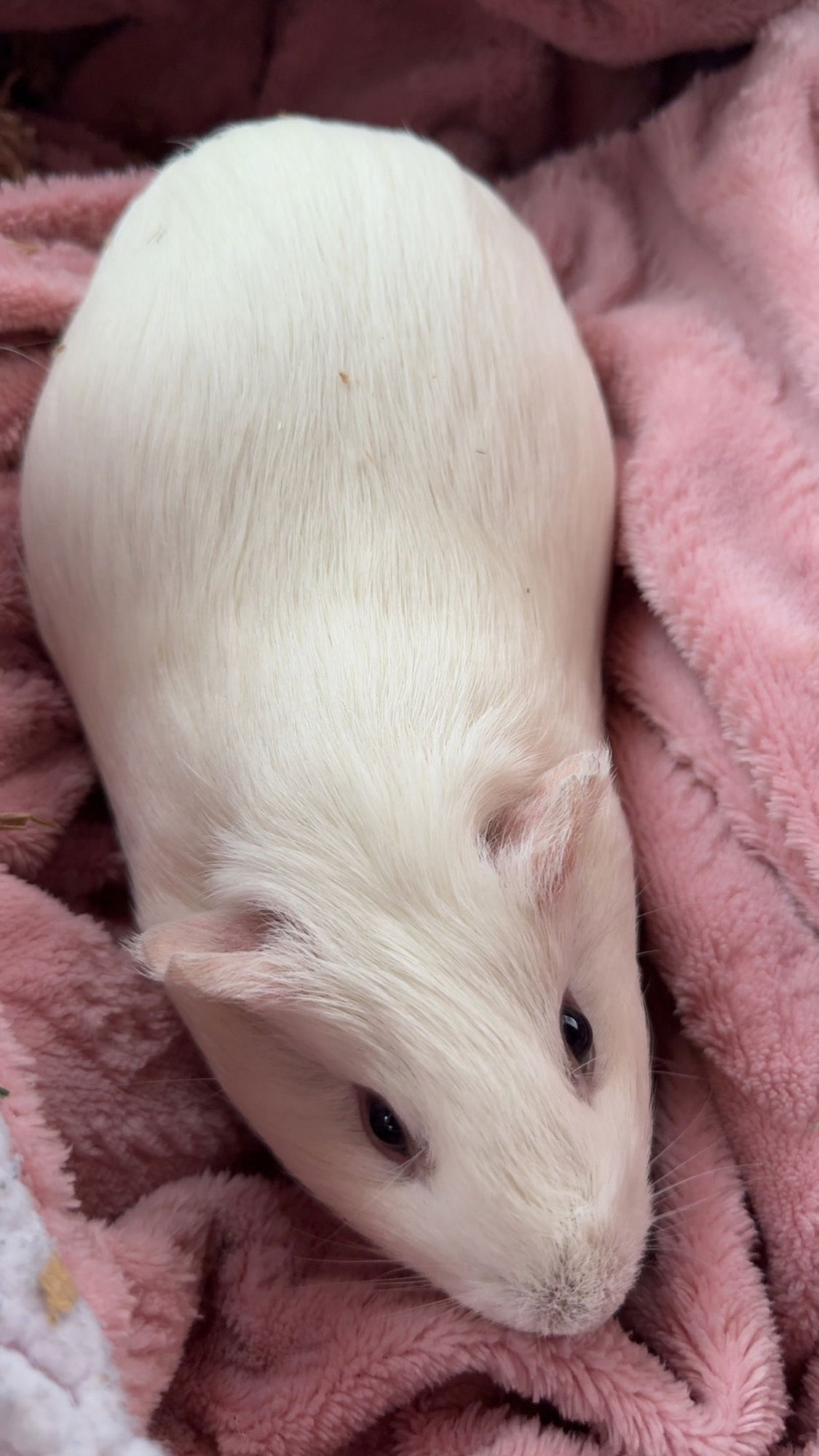 MARA - Guinea Pig available for adoption