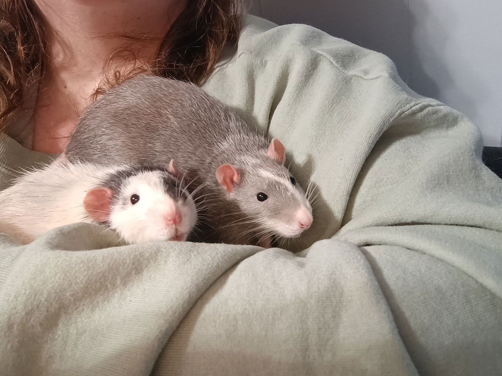 DENNY AND DEWEY - Rat available for adoption